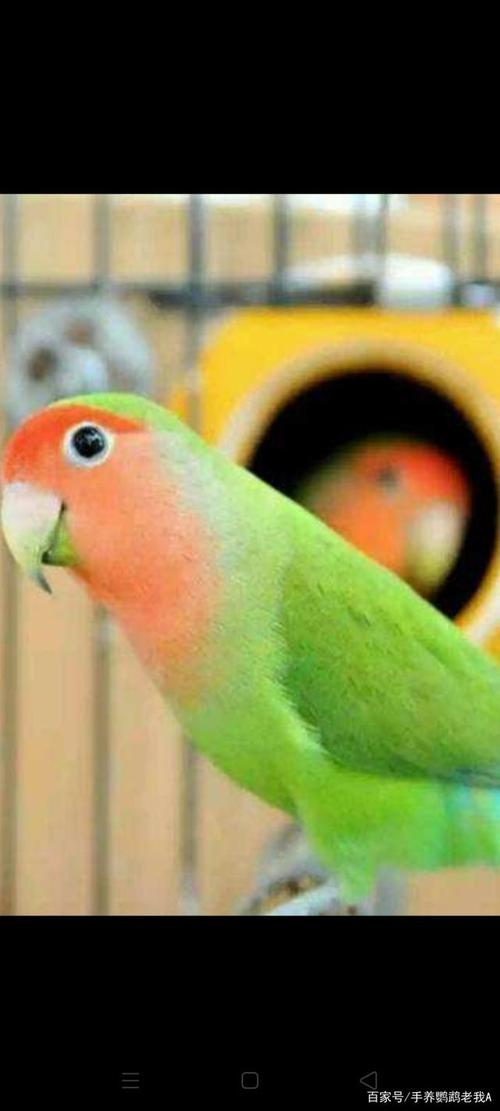 玄凤,虎皮,牡丹鹦鹉你适合养哪一种vlog