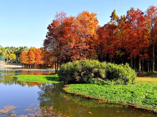 《厦门园博苑》 落羽杉