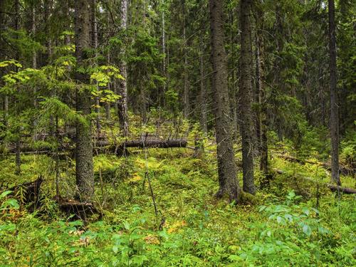原始森林里密布着参天的云杉,冷杉等各种针叶林.