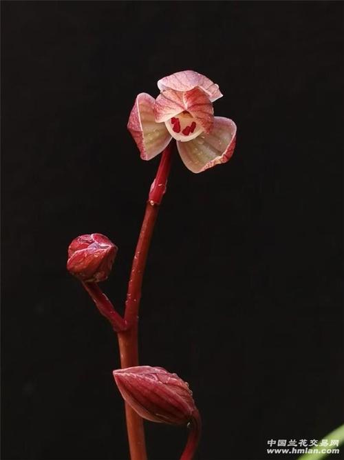 申请卖家,以兰会友.