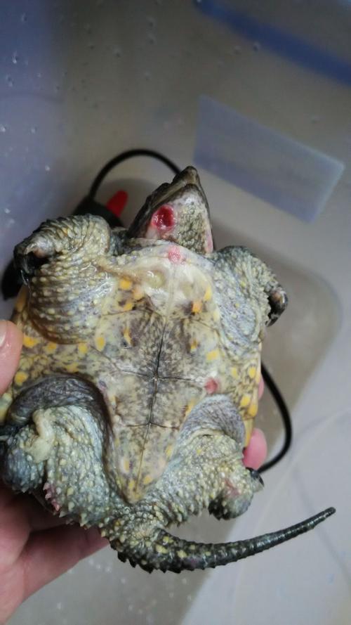 8cm大的小鳄龟温度28 好像在脱皮 身上长几个白色颗粒