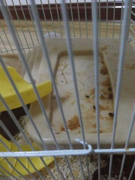 仓鼠拉出了黄黄的液体