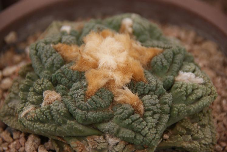 四种不同形态的菜花牡丹