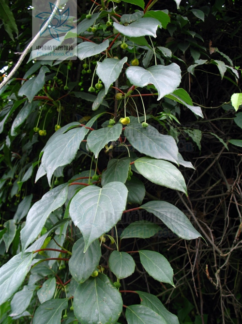 民间草药:紫金血藤