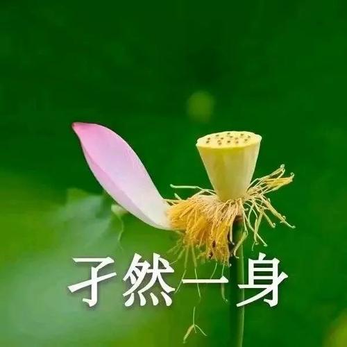 有哪些中老年女性适合的头像