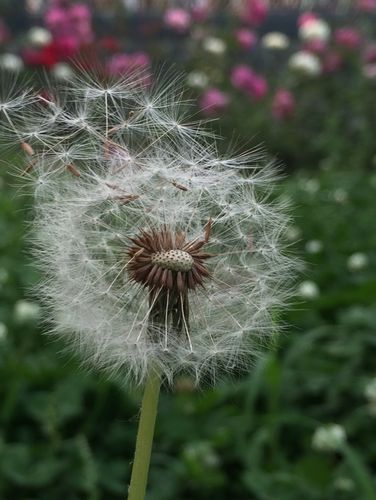 白色蒲公英的花语是"停不了的爱".