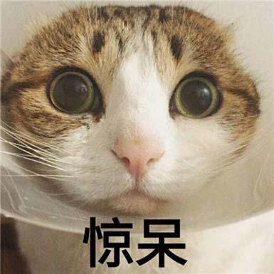可爱猫咪表情包小可爱没钱吃肉肉啦