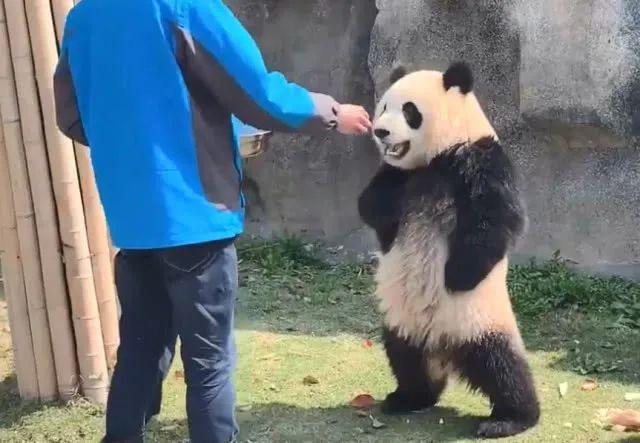 重磅大熊猫降级
