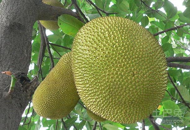 木菠萝图片及价值介绍