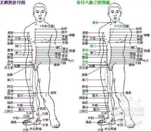 起于小腿内侧,沿大腿内侧上行到腹部,与足太阴脾经相合,过胸部,与任脉