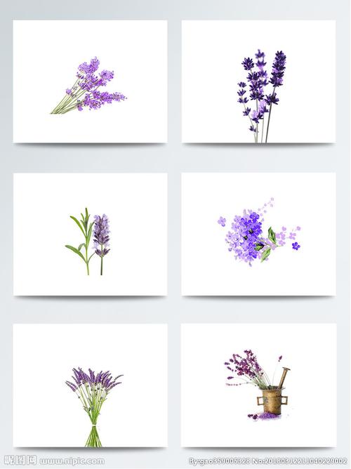 彩色手绘浪漫薰衣草模板图片