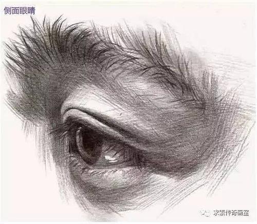 素描头像 | 不同角度眼睛细致刻画