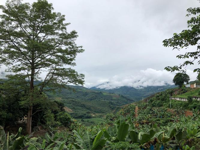 云南.文山.马关国营健康农场