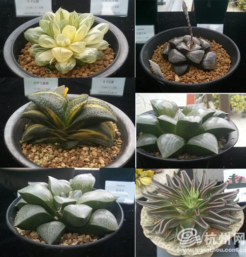 200多种奇形怪状的多肉植物