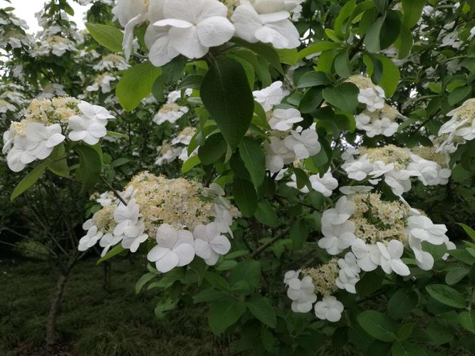 琼花——扬州市市花