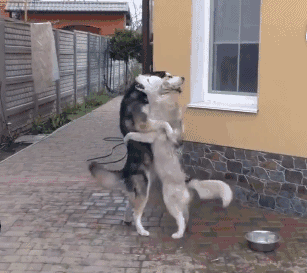 微信傻屌群聊动图表情包