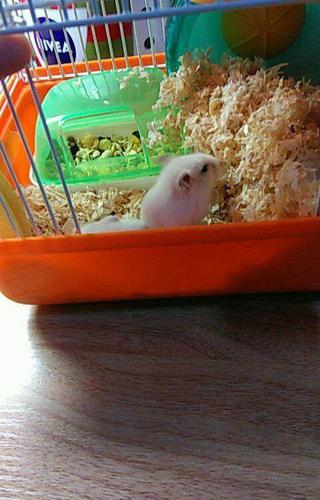 两只银狐仓鼠带笼子日用品