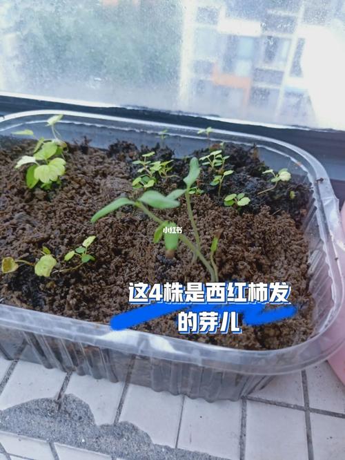 我吃的西红柿发芽了_西红柿_发芽_美食_美食展示_食材