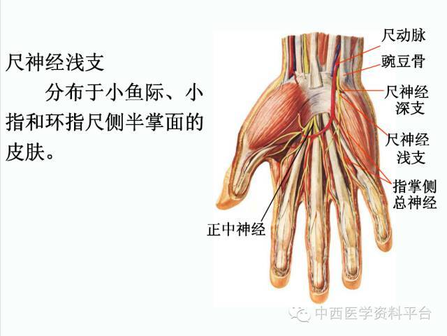 上肢解剖 骨骼肌肉神经图
