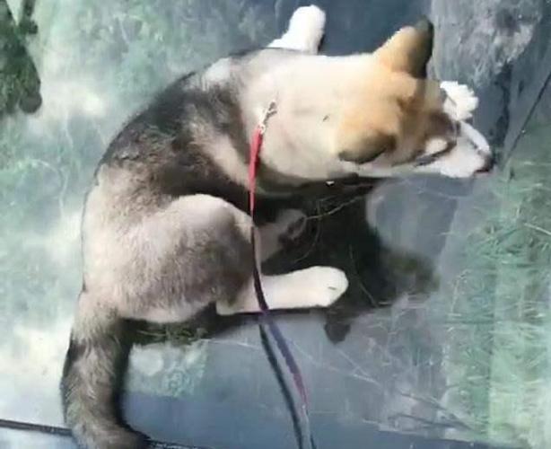 二哈挑战玻璃栈道,努力挣扎无果,二哈:狗生艰难