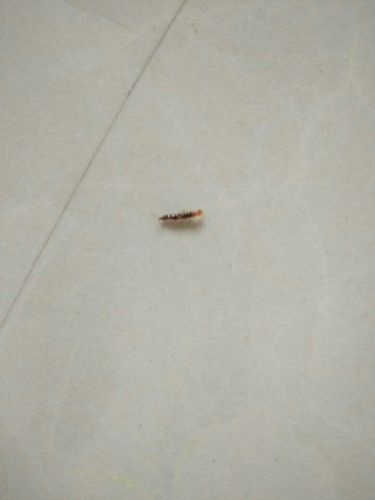 被一只比牙签小蜈蚣了 有毒吗