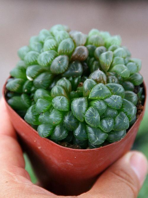 小仙肉盆栽姬玉露多头群生盆带土