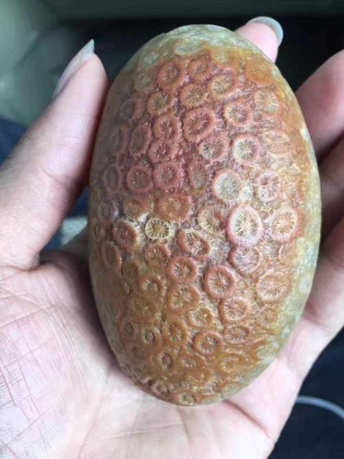 什么是珊瑚玉?进来看看就知道了