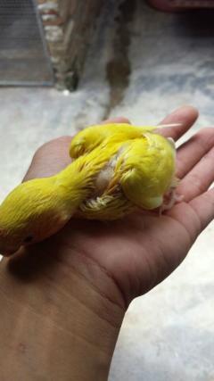 长期出售自家繁殖的各种基因牡丹鹦鹉品种齐全