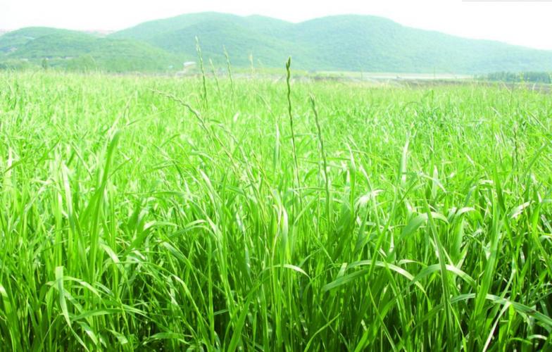 牧草对环境条件有哪些要求?