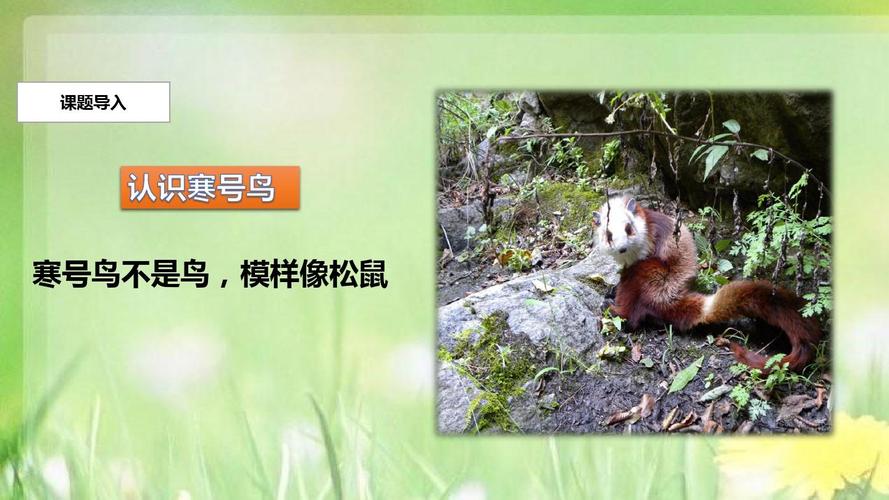 部编本新人教版二年级语文上册【教学课件】《寒号鸟》(部编)公开课