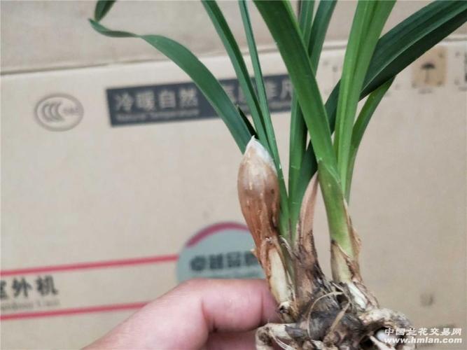 春兰大团圆带花苞