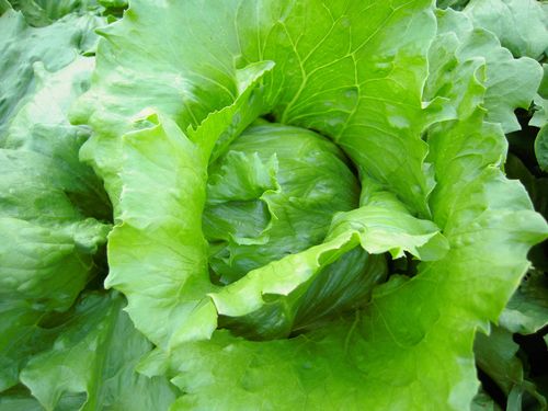 head lettuce, iceberg lettuce, cabbage lettuce, crisphead