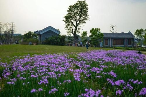 广州海珠湖湿地公园的春天,风景美如画更如诗.