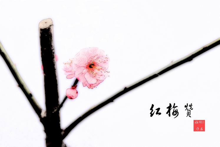 标题:红梅赞