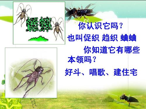 7,蟋蟀的住宅ppt