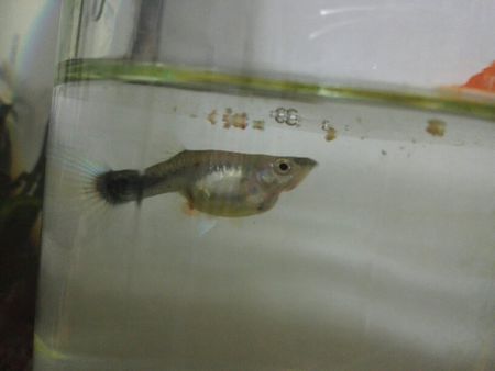 我的孔雀鱼肚子很大感觉要爆了,也没生小鱼,今天发现屁股后面一坨透明