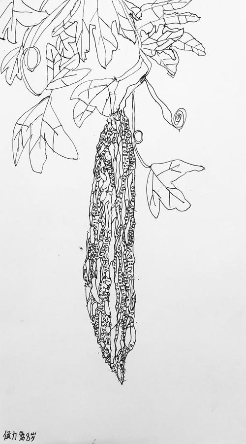 线描写生系列《苦瓜》