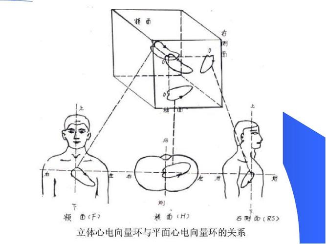 心电向量图操作步骤ppt
