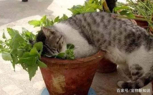 人对猫薄荷有反应吗?