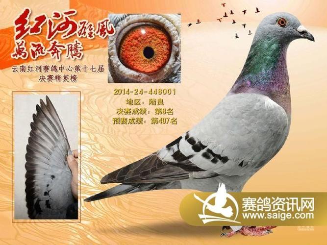 云南红河赛种鸽中心2014年秋决赛前十名欣赏