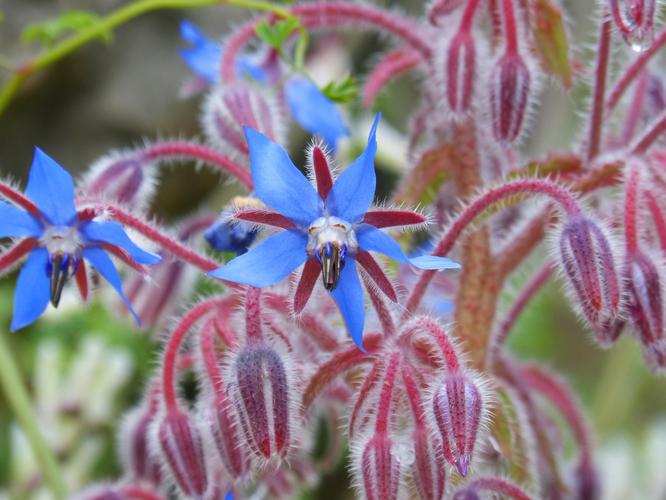 borago,琉璃苣,野生花卉,紫色的小花,琉璃水,自然,植物