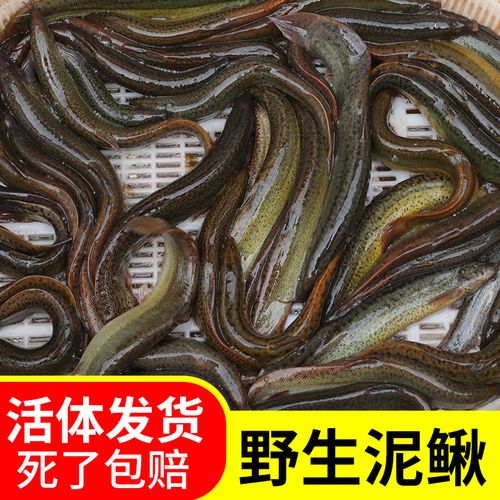 台湾泥鳅苗寸苗新鲜小泥鳅苗鱼苗活体饲泥鳅活体鱼养殖苗放生鱼