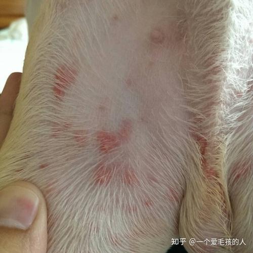 狗狗长红疙瘩并且有脓怎么办