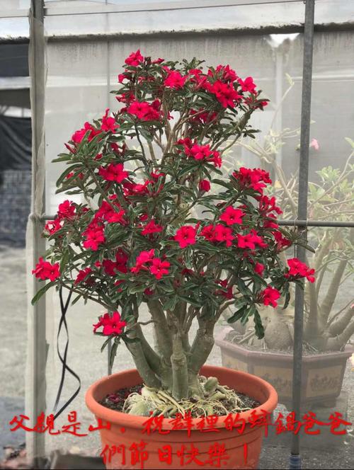 【玫蟹园】沙漠玫瑰品种荟萃