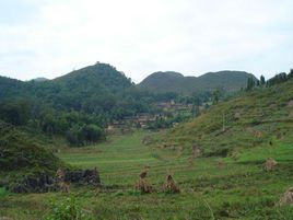 坡头村