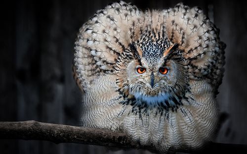 猫头鹰,鸟,eurasian eagle-owl,,动物