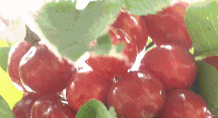 317_172gif 动态图 动图