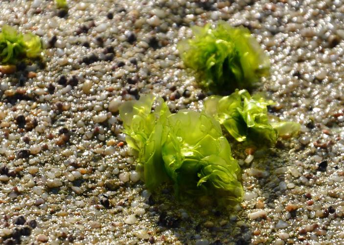 海滩上长满不知名的绿色植物非常好看