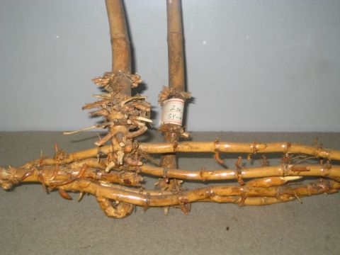 巨龙竹的标本 笋的标本 单轴散生型的竹根 合轴众生型的竹根 笋壳