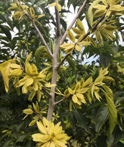 杜仲树会开花结籽吗?杜仲种子哪里能买到?